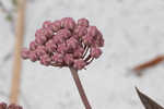 Pinewoods milkweed